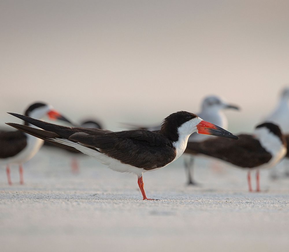Black Skimmers on Lido Beach-Florida